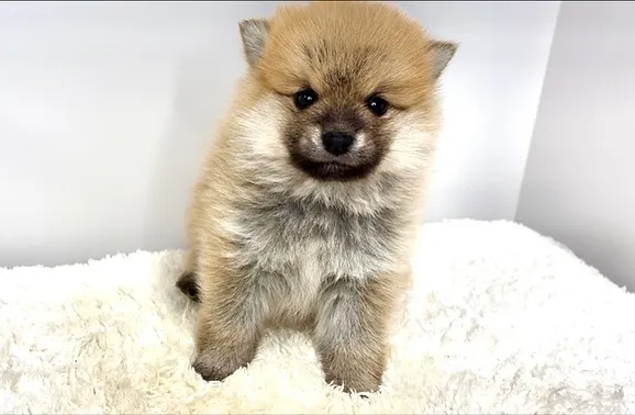 茨城県坂東市にて、ポメ柴の男の子のご家族様を募集しております...