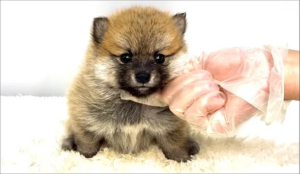 茨城県坂東市にて、ポメ柴の女の子のご家族様を募集しております...