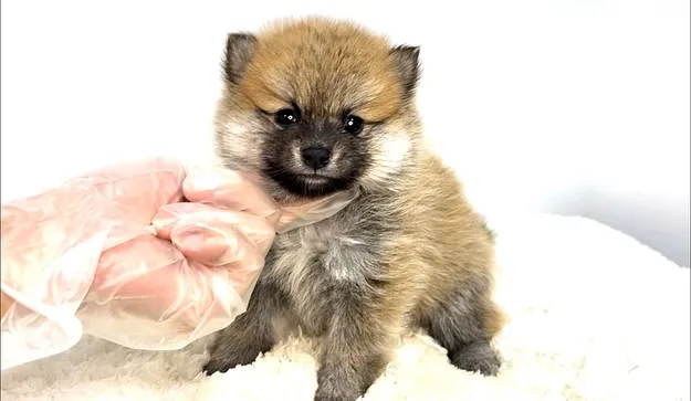 茨城県坂東市にて、ポメ柴の女の子のご家族様を募集しております...