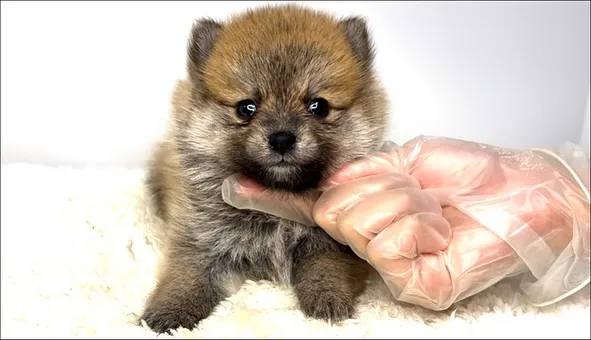 茨城県坂東市にて、ポメ柴の女の子のご家族様を募集しております...