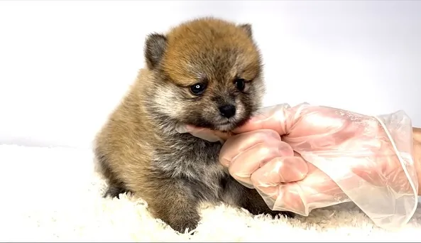 茨城県坂東市にて、ポメ柴の女の子のご家族様を募集しております...