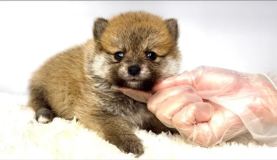 茨城県坂東市にて、ポメ柴の女の子のご家族様を募集しております...