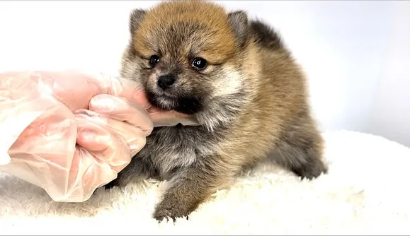 茨城県坂東市にて、ポメ柴の女の子のご家族様を募集しております...