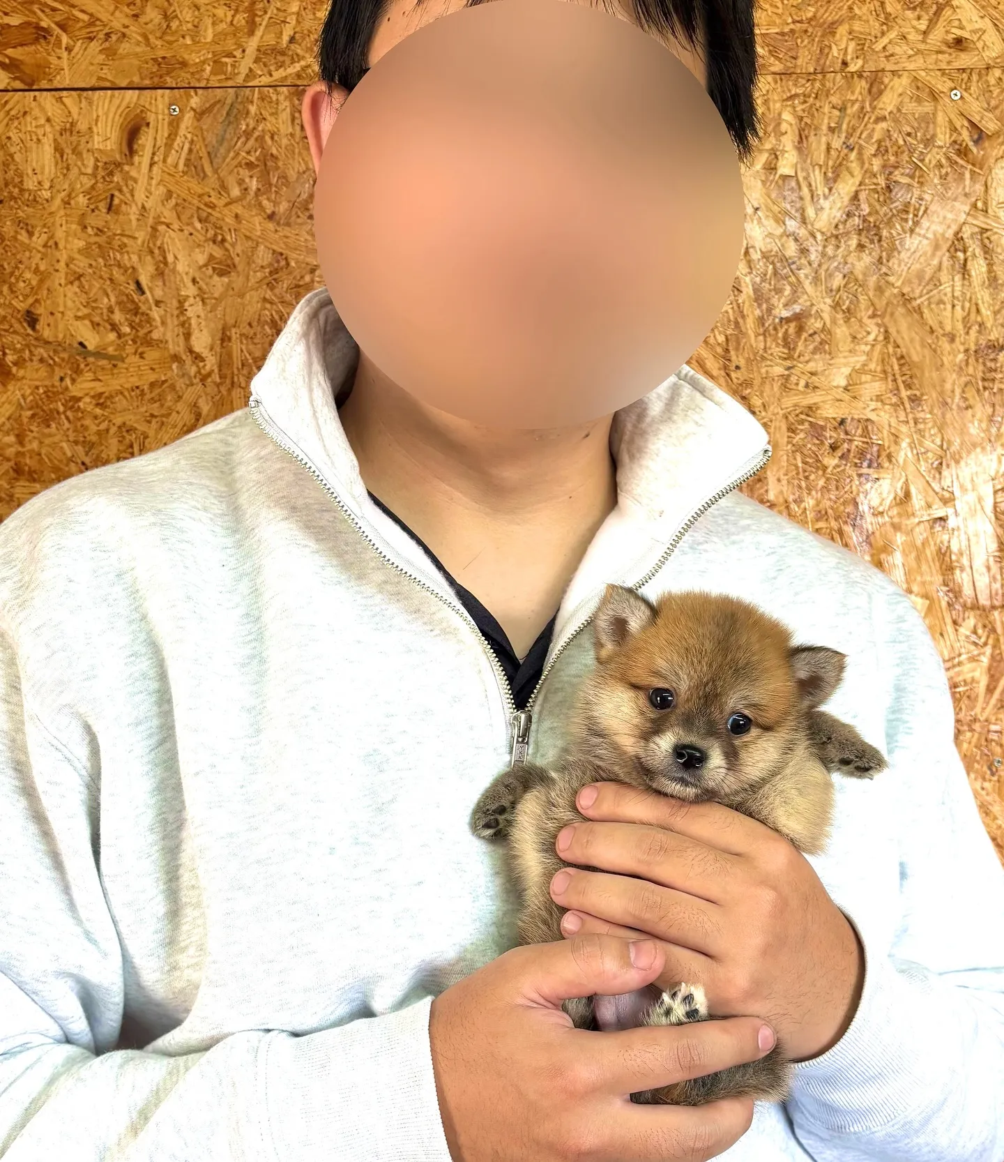 本日、埼玉県のご家族様がポメ柴の男の子をお迎えにお越し下さい...