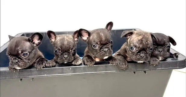 フレンチブルドッグ