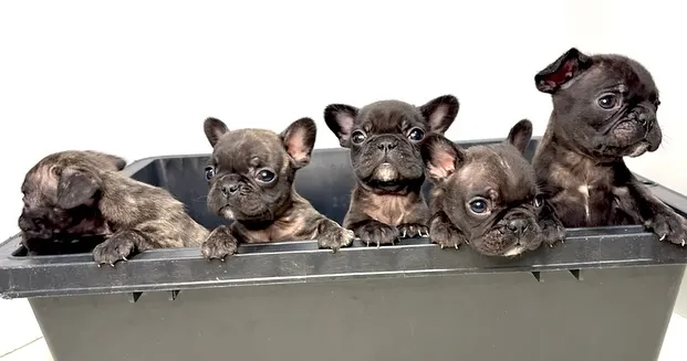 フレンチブルドッグ