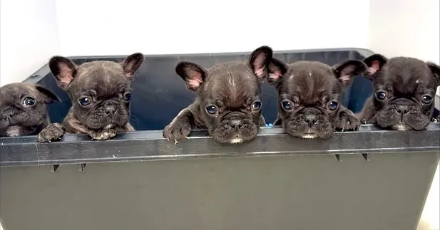 フレンチブルドッグ