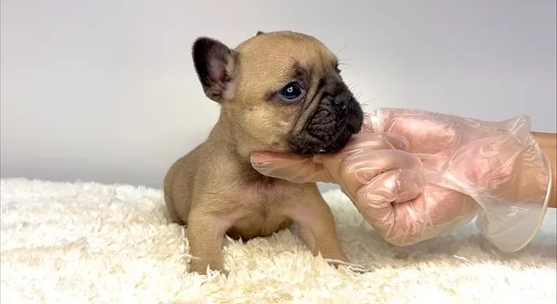 フレンチブルドッグの男の子