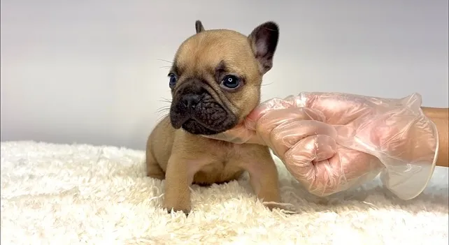 フレンチブルドッグの男の子