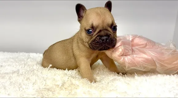 フレンチブルドッグの男の子