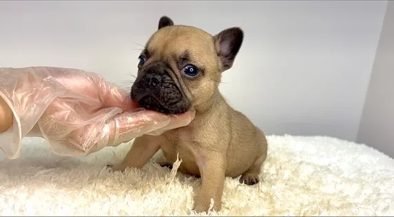 フレンチブルドッグの男の子