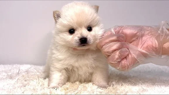 茨城県坂東市にて、ポメ柴の女の子のご家族様を募集しております...