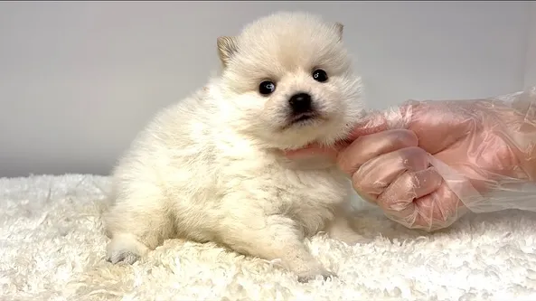 茨城県坂東市にて、ポメ柴の女の子のご家族様を募集しております...