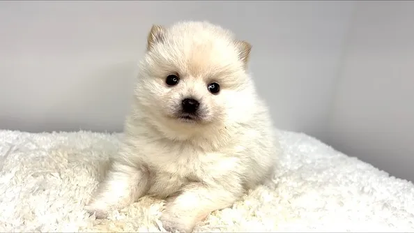 茨城県坂東市にて、ポメ柴の女の子のご家族様を募集しております...