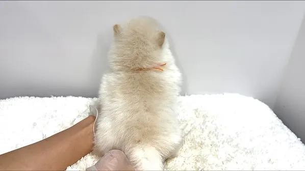 茨城県坂東市にて、ポメ柴の女の子のご家族様を募集しております...