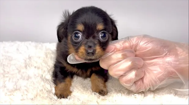 茨城県坂東市にてチワックスの男の子のご家族様募集しております...