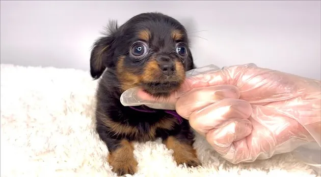 茨城県坂東市にてチワックスの男の子のご家族様募集しております...