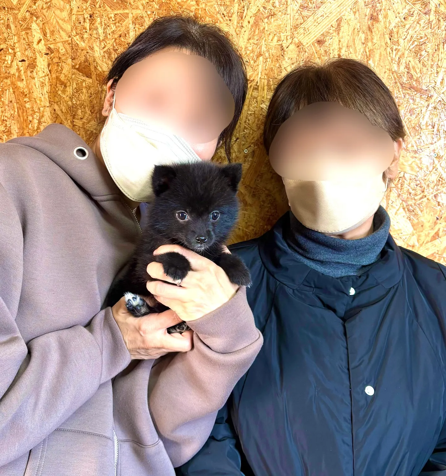 本日、埼玉県のご家族様がポメ柴の女の子をお迎えにお越し下さい...