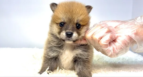 茨城県坂東市にて、ポメ柴の男の子のご家族様を募集しております...