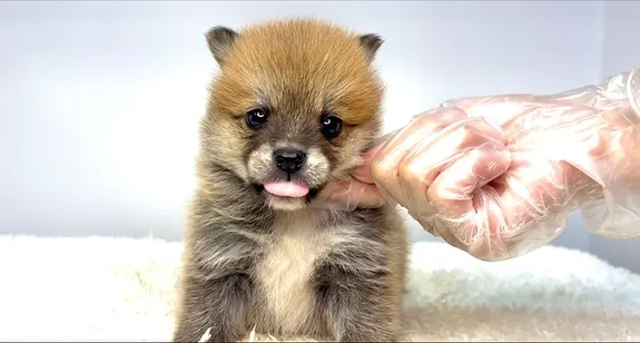 茨城県坂東市にて、ポメ柴の男の子のご家族様を募集しております...
