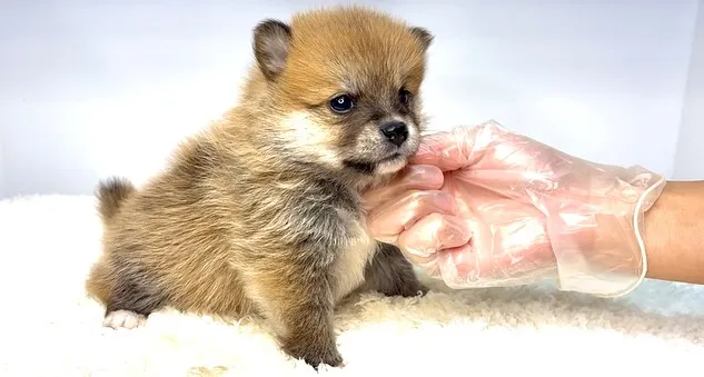 茨城県坂東市にて、ポメ柴の男の子のご家族様を募集しております...