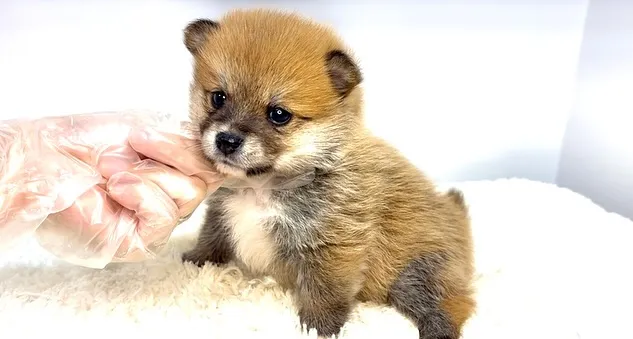 茨城県坂東市にて、ポメ柴の男の子のご家族様を募集しております...