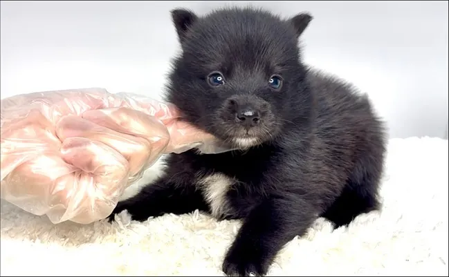 茨城県坂東市にて、ポメ柴の女の子のご家族様を募集しております...