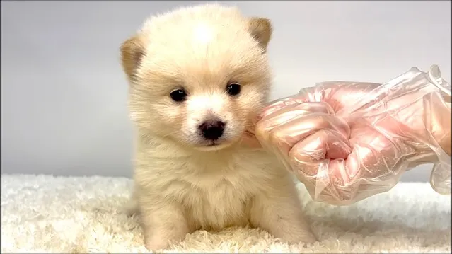 茨城県坂東市にて、ポメ柴の男の子のご家族様を募集しております...