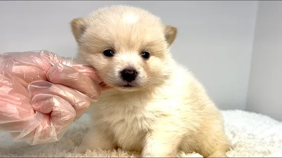 茨城県坂東市にて、ポメ柴の男の子のご家族様を募集しております...