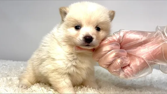 茨城県坂東市にて、ポメ柴の男の子のご家族様を募集しております...