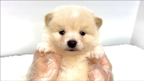 茨城県坂東市にて、ポメ柴の男の子のご家族様を募集しております...