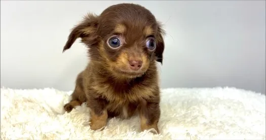 茨城県坂東市にてチワックスの男の子のご家族様を募集しておりま...