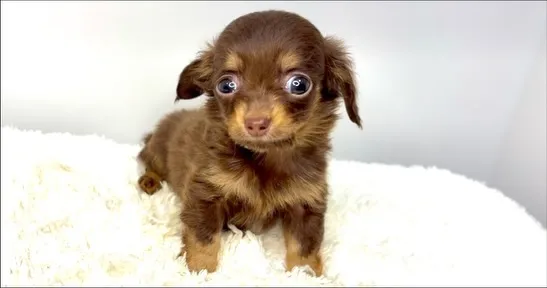 茨城県坂東市にてチワックスの男の子のご家族様を募集しておりま...