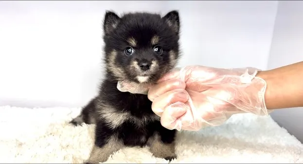 茨城県坂東市にて、ポメ柴の女の子のご家族様を募集しております...