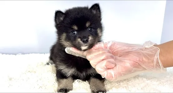 茨城県坂東市にて、ポメ柴の女の子のご家族様を募集しております...