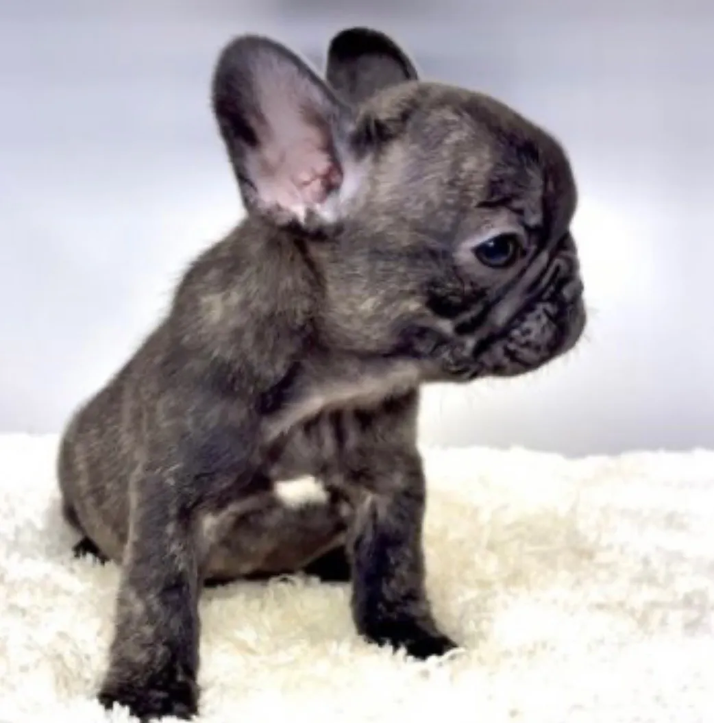 フレンチブルドッグ