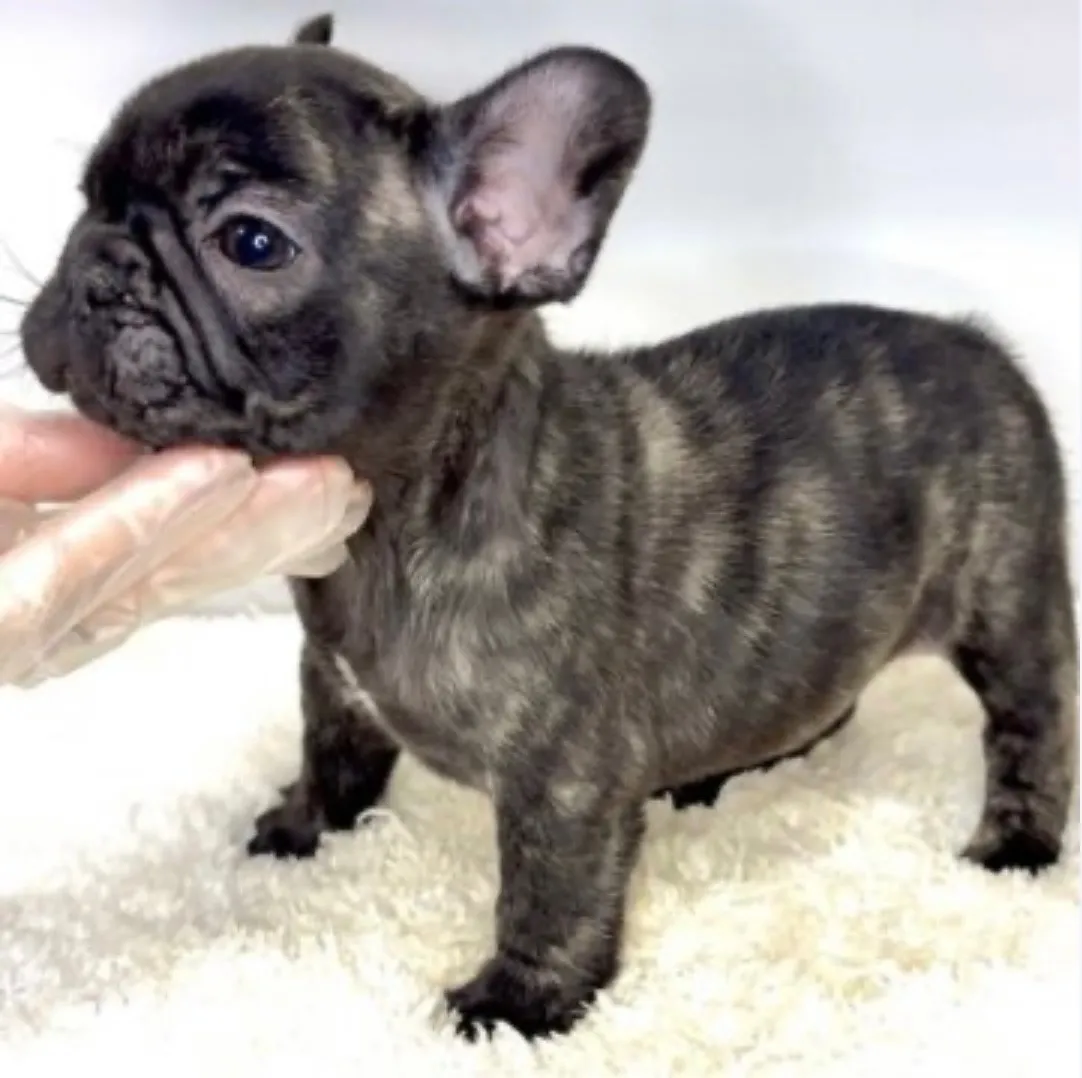 フレンチブルドッグ