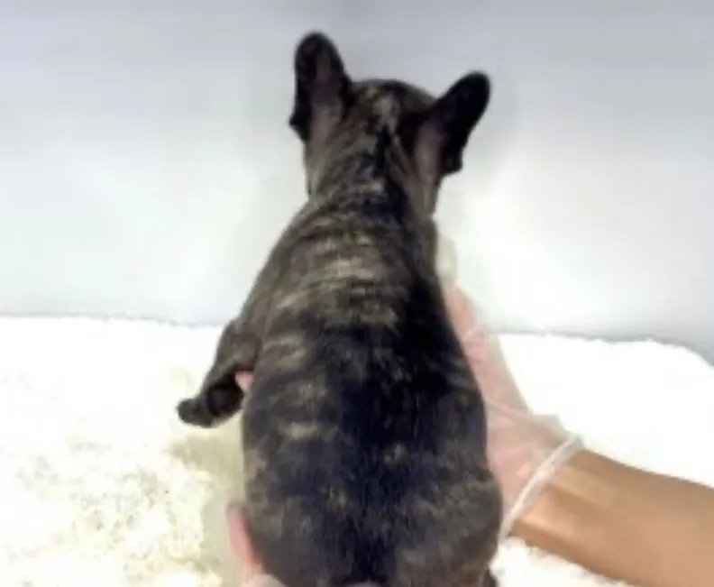 フレンチブルドッグ