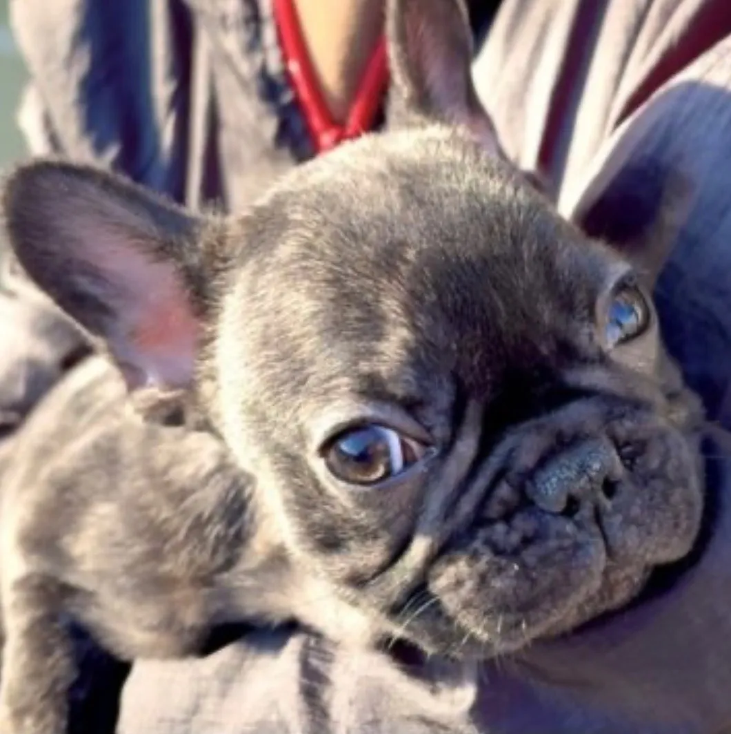 フレンチブルドッグ