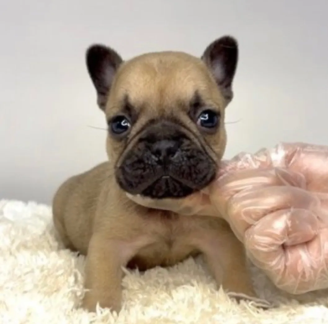 フレンチブルドッグ