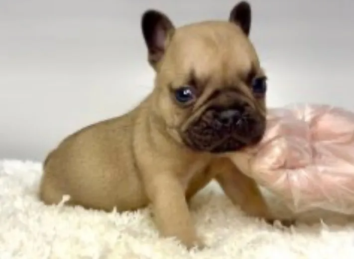 フレンチブルドッグ