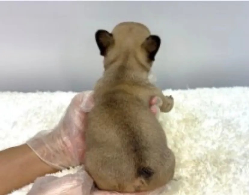 フレンチブルドッグ