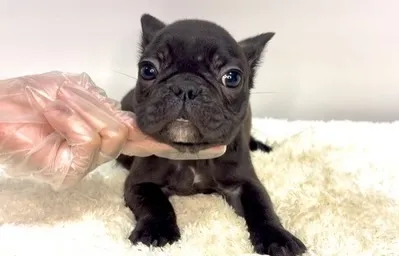 茨城県坂東市にて、フレンチブルドッグの女の子のご家族様を募集...