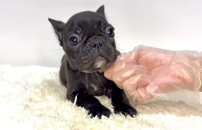 茨城県坂東市にて、フレンチブルドッグの女の子のご家族様を募集...