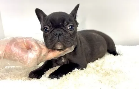 茨城県坂東市にて、フレンチブルドッグの女の子のご家族様を募集...
