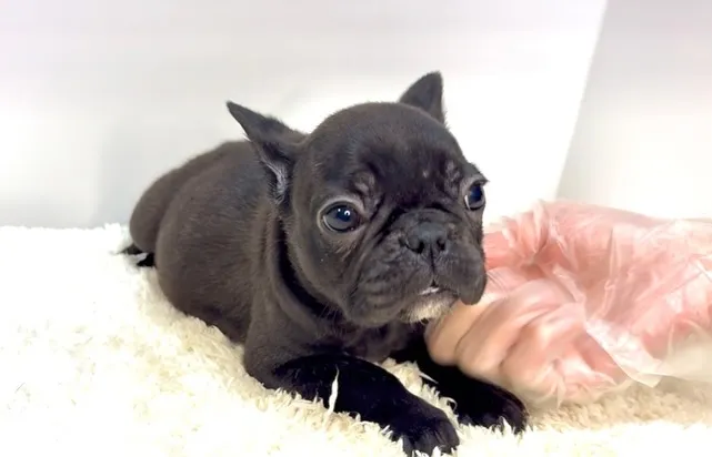 茨城県坂東市にて、フレンチブルドッグの女の子のご家族様を募集...