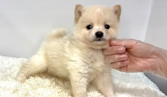 茨城県坂東市にて、ポメ柴の男の子のご家族様を募集しております...