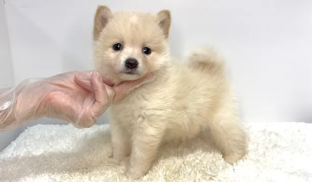 茨城県坂東市にて、ポメ柴の男の子のご家族様を募集しております...