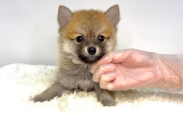 茨城県坂東市にて、ポメ柴の女の子のご家族様を募集しております...