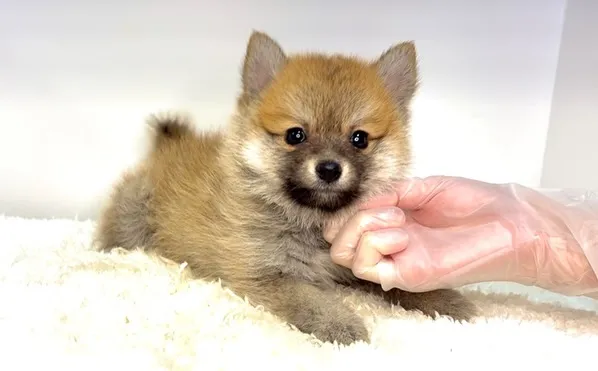 茨城県坂東市にて、ポメ柴の女の子のご家族様を募集しております...